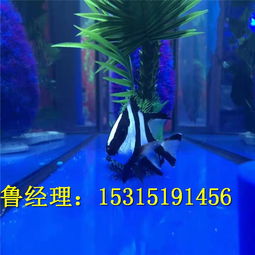定邊海洋生物展多少錢一場