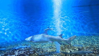 濱江壹號(hào)超炫夢(mèng)幻海洋生物展 本周五再加一場(chǎng)