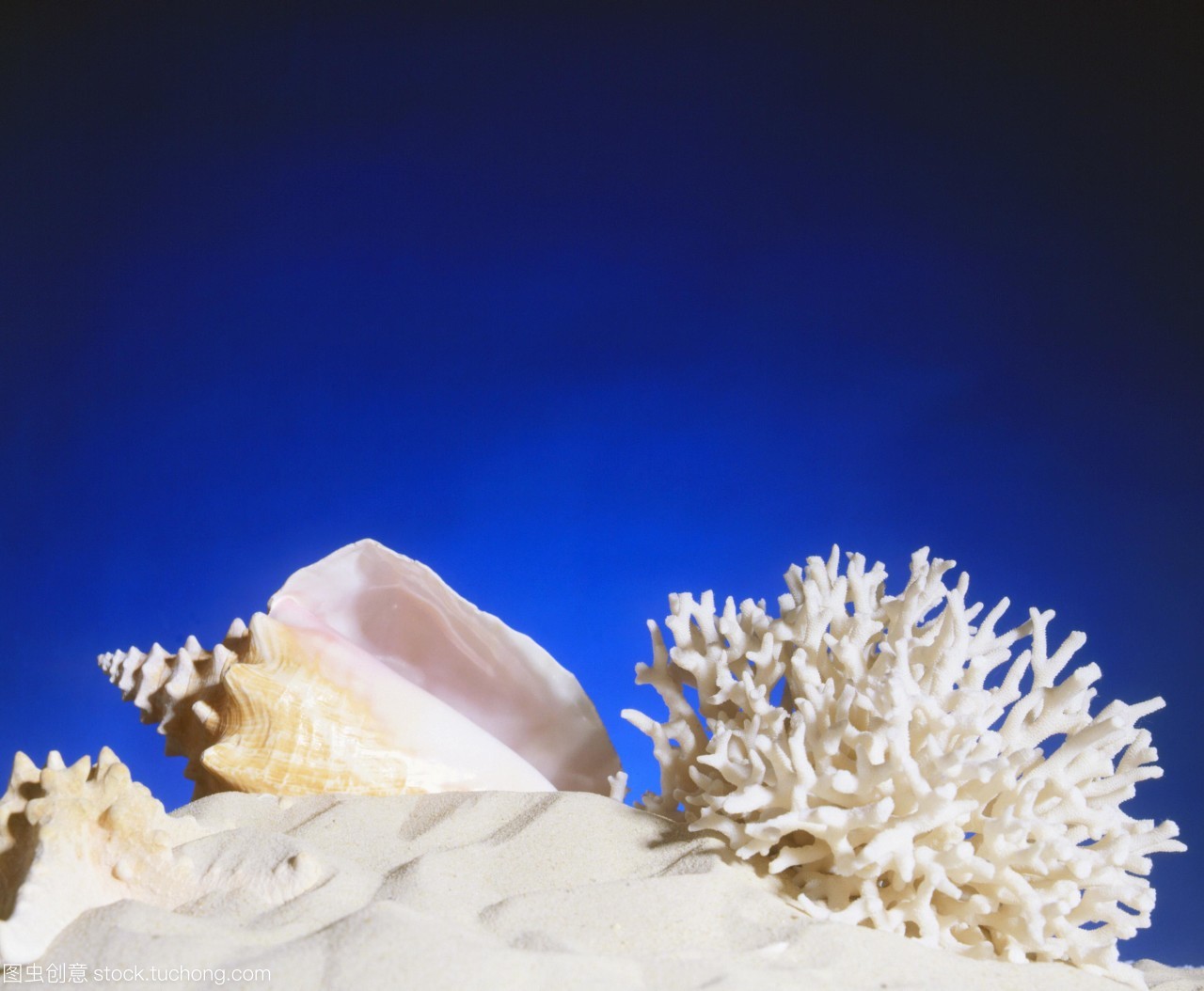 海洋生物的骨骼。海螺殼較低的中心海星左下和珊瑚砂在右下角。