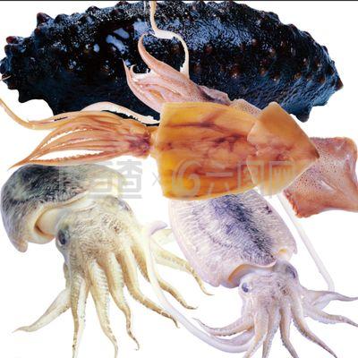 墨魚(yú)圖片