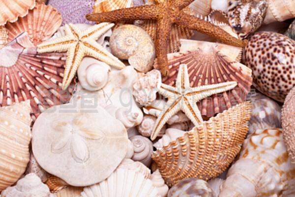 各種海貝、海星和海馬的背景
