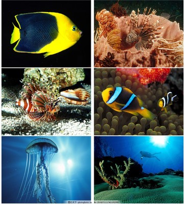 海洋生物圖片