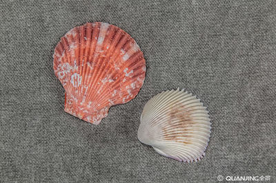 海洋生物軟體動物門花蚶水產品