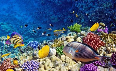 橫店影視城夢幻谷景區(qū)將展示海洋生物和海豚表演