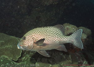 海洋生物圖庫