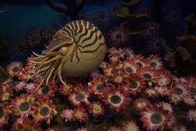 生物模型圖片 生物模型設(shè)計素材 紅動中國