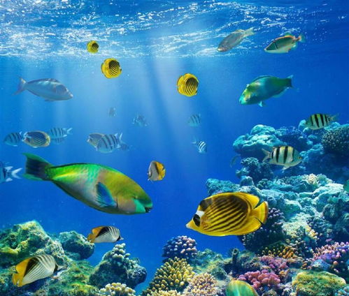 自帶發光體質的海洋生物,你認識幾個
