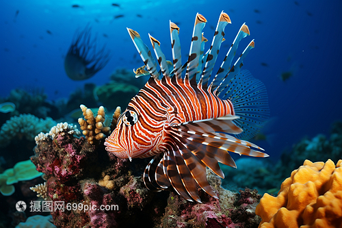 海底的獅子魚(yú)